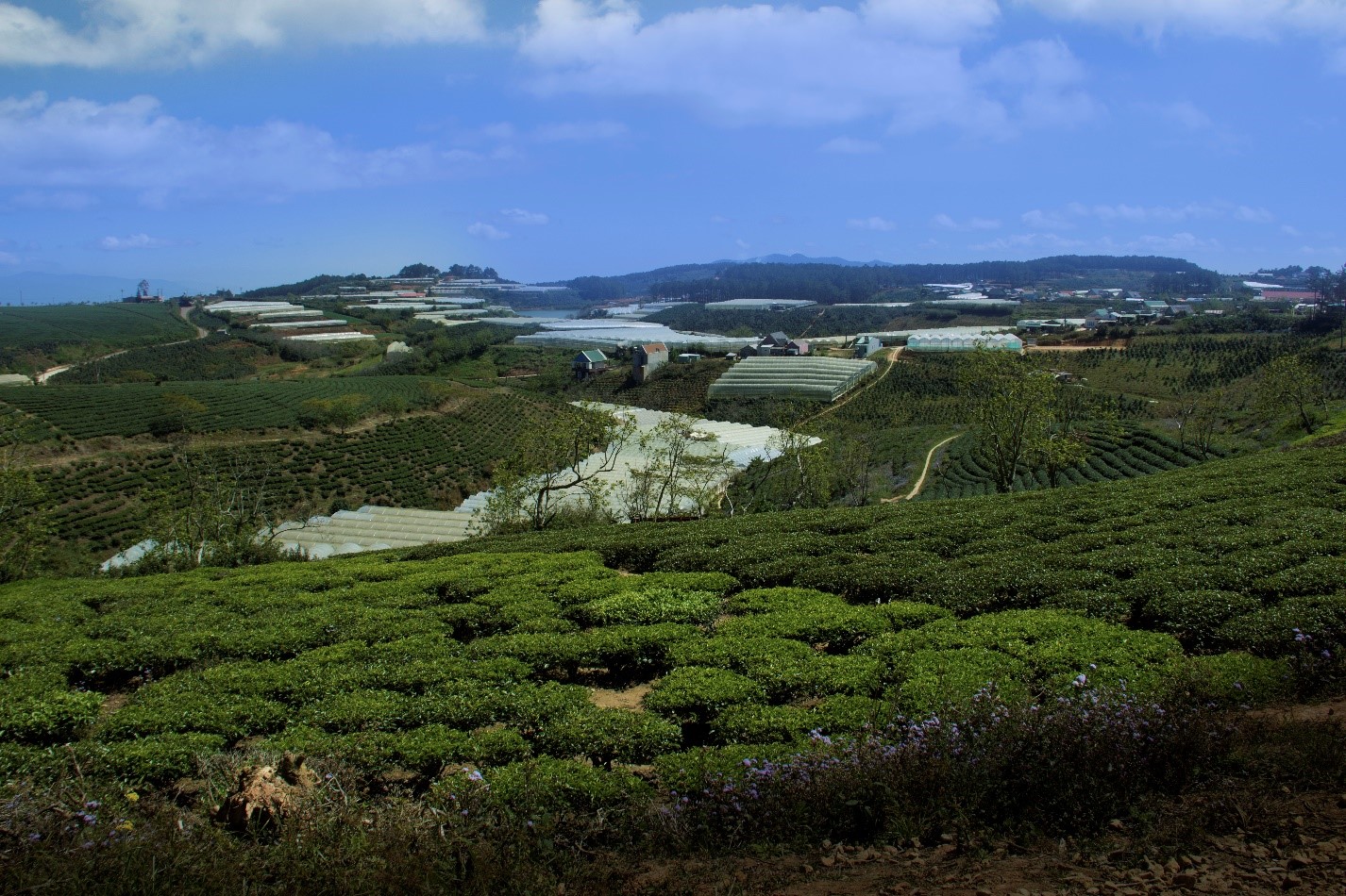 the best eco friendly coffee tours in da lat