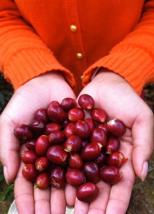 coffee tours in da lat