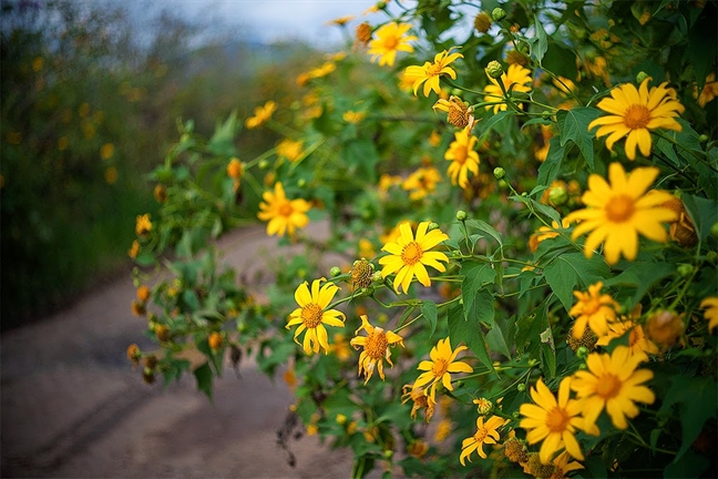 visit Da Lat During Flower Season