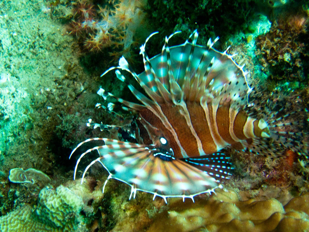 island diving in vietnam