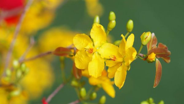 lunar new year in vietnam