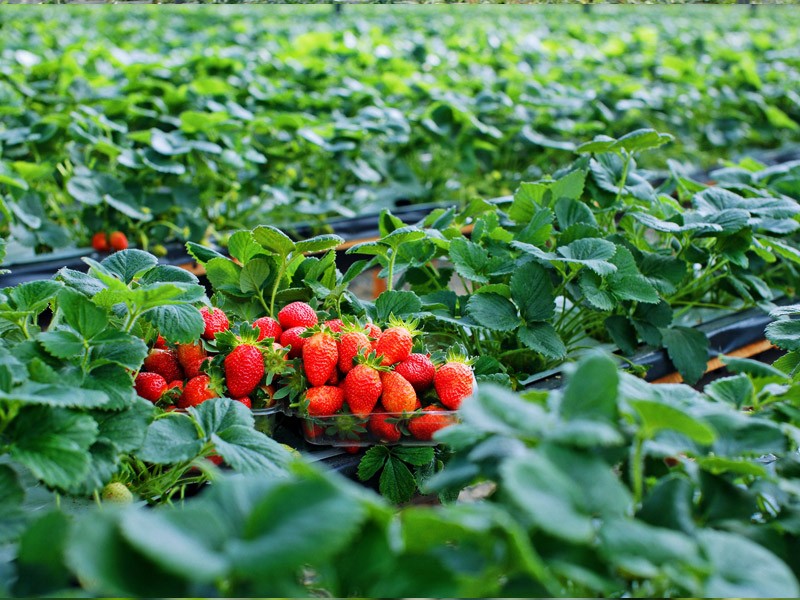 Strawberry farm in Da Lat