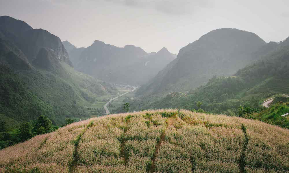 Ha giang buckwheat flower fields