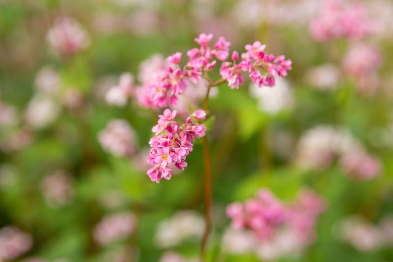 buckwheat flower season in ha giang