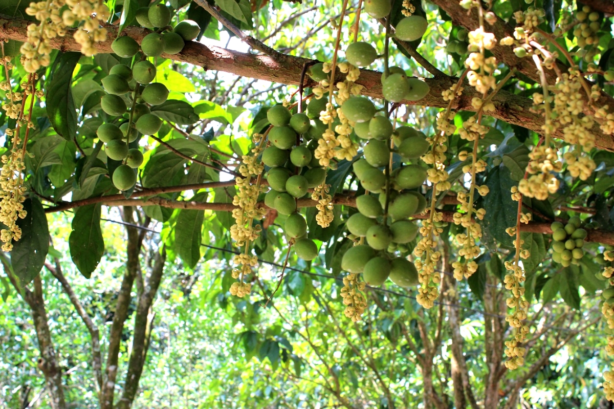 mekong delta fruit orchard