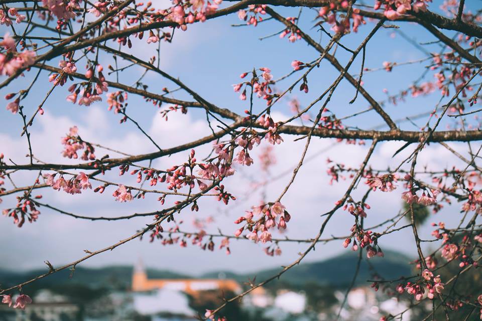 cherry-blossom-2