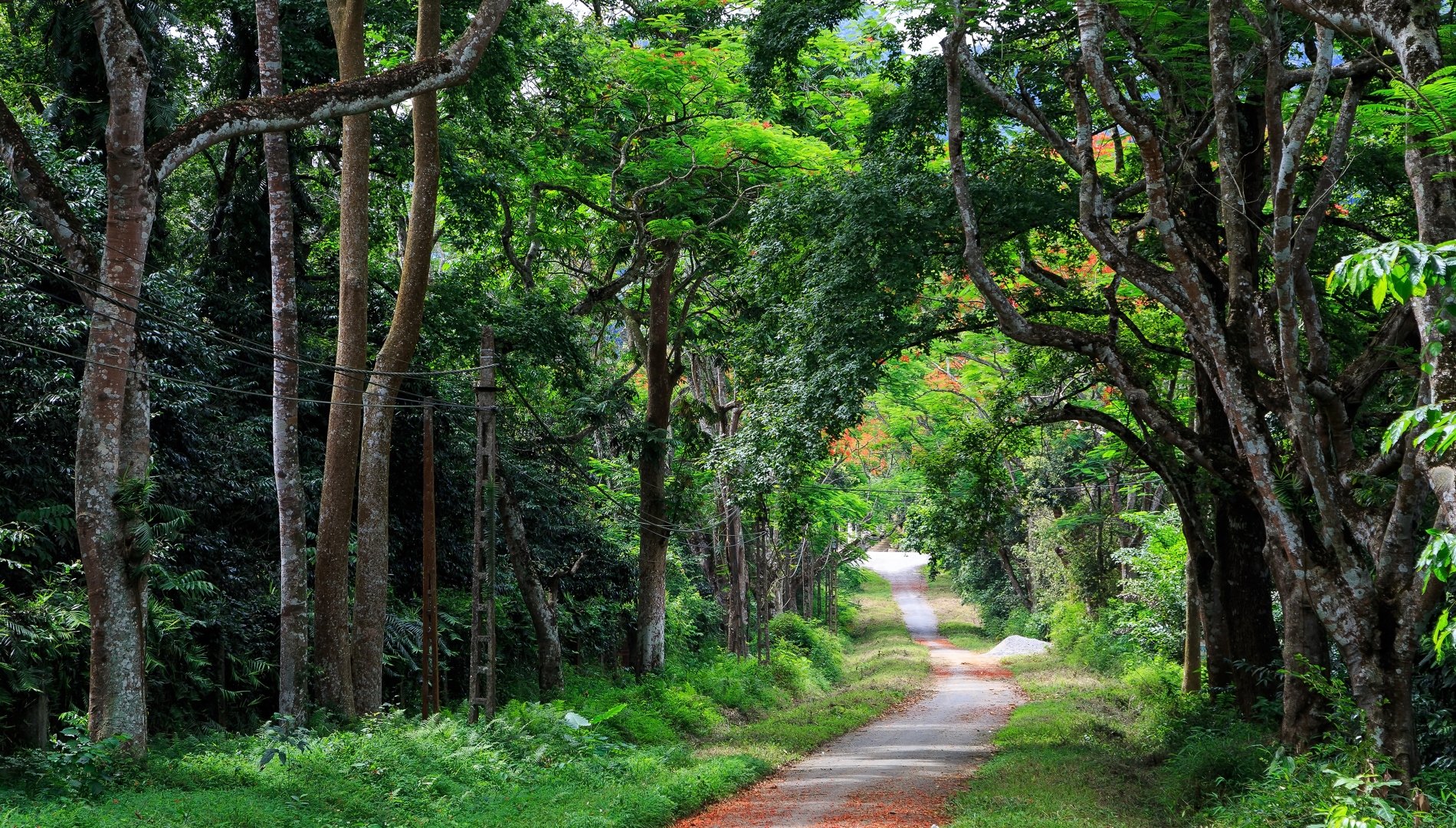 cuc-phuong-national-park-ninh-binh