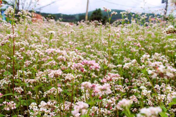 flower season of da lat