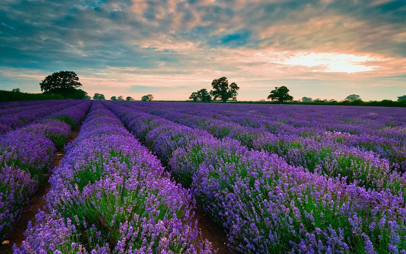 when is da lat flower season