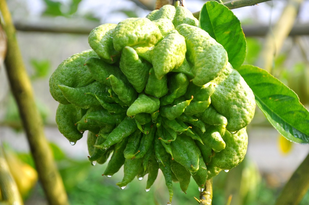 buddha's hand fruit vietnam