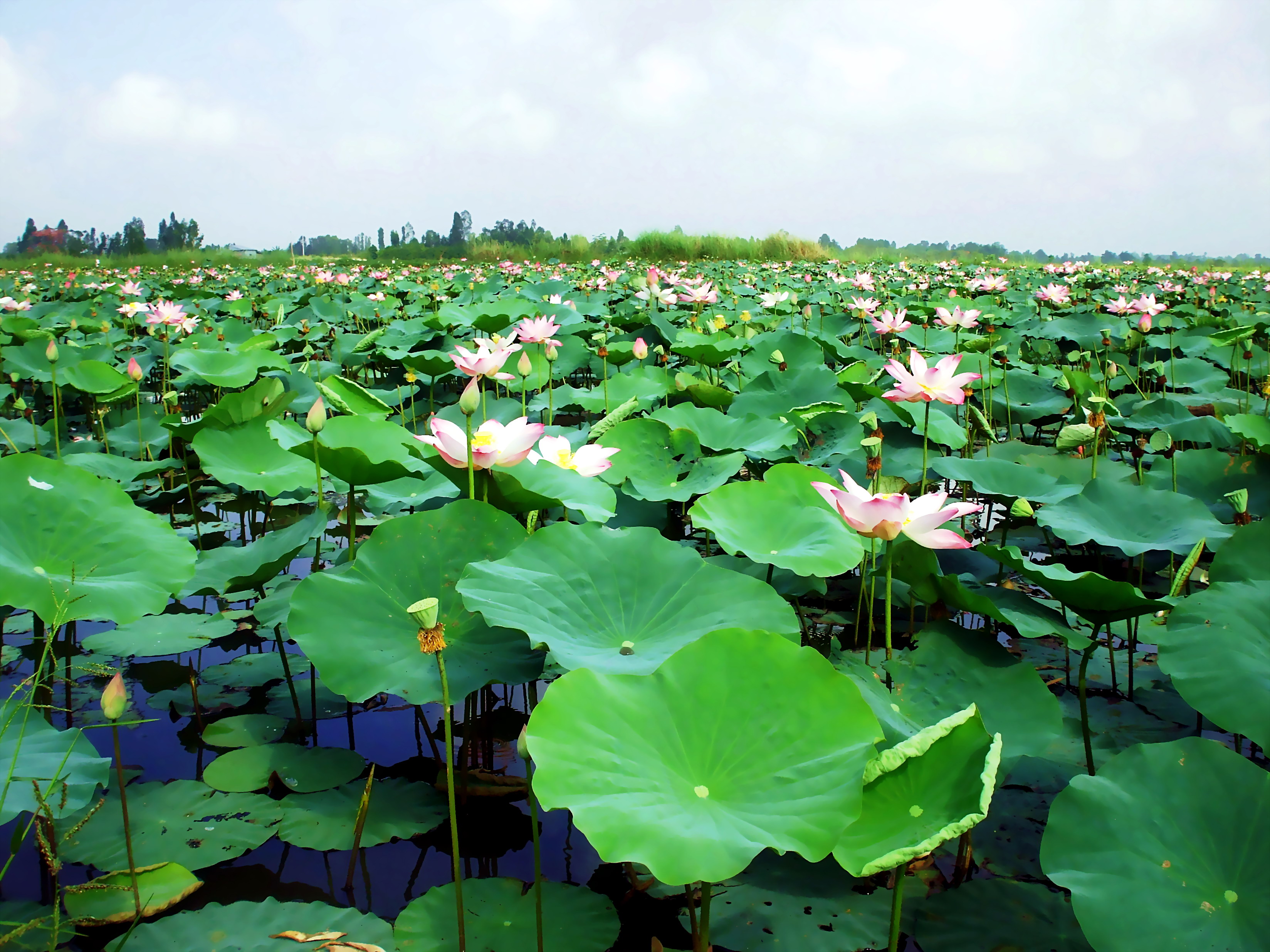 mekong delta dong thap province