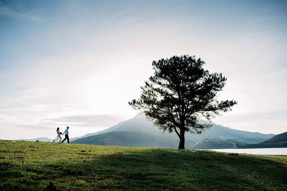 lonely-tree-da-lat