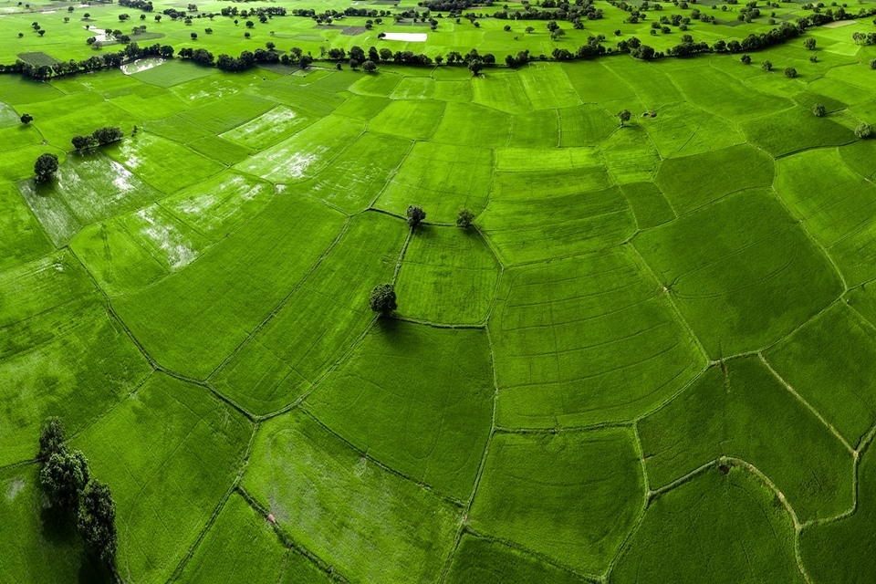 paddy-field-an-giang